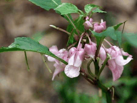 凤仙花有毒吗？凤仙花的作用价值_https://www.86362.com_养殖_第2张