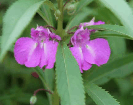 凤仙花有毒吗？凤仙花的作用价值_https://www.86362.com_养殖_第3张