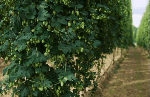 【图】啤酒花怎么种，啤酒花种植方法_https://www.86362.com_养殖_第4张