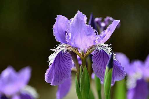 鸢尾花种植方法和时间_https://www.86362.com_养殖_第3张