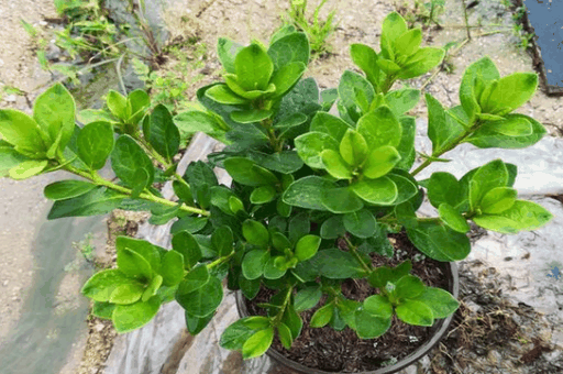 杜鹃花怎么修剪，要掌握杜鹃花修剪时间_https://www.86362.com_养殖_第3张