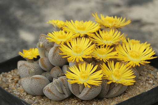 生石花冬天怎么养，生石花冬天养护方法_https://www.86362.com_养殖_第2张