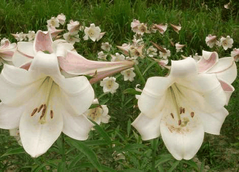 百合花种植方法，百合花养殖事项_https://www.86362.com_养殖_第3张