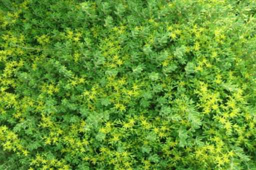 垂盆草怎么种植，垂盆草种植方法步骤_https://www.86362.com_养殖_第3张