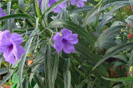 蓝花草有毒吗？蓝花草没有毒_https://www.86362.com_养殖_第2张