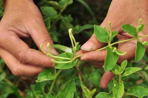 金银花种植前景如何_https://www.86362.com_养殖_第3张