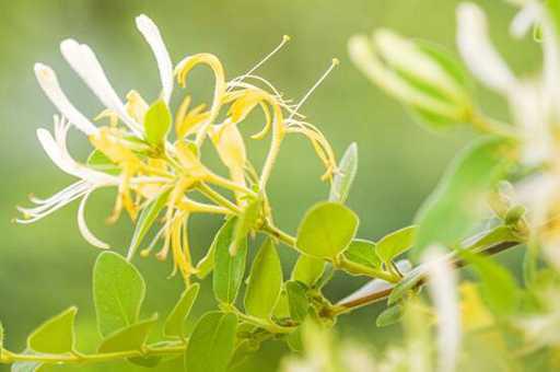 金银花种植前景如何_https://www.86362.com_养殖_第6张