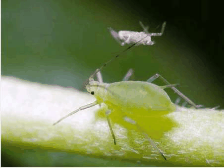 花卉有虫子怎么办，养花有虫子怎么处理_https://www.86362.com_养殖_第2张