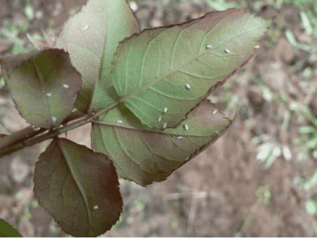 花卉有虫子怎么办，养花有虫子怎么处理_https://www.86362.com_养殖_第3张