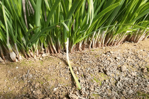 韭菜种植方法步骤，种植好每次回家都有的吃