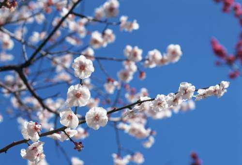 凌霜傲雪–梅花：花语是坚强、高雅和忠贞。,梅花是中国十大名花之首_https://www.86362.com_花语_第1张