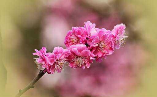 凌霜傲雪–梅花：花语是坚强、高雅和忠贞。,梅花是中国十大名花之首_https://www.86362.com_花语_第2张