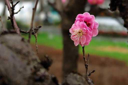 梅花一年修剪几次_https://www.86362.com_养殖_第4张