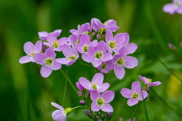 斑种草？Bothriospermum chinense Bunge，别名细茎斑种草