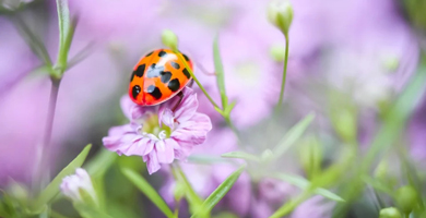 杜鹃花：花中西施,杜鹃花的花语 1.杜鹃花的花语&mdash;&mdash;永远属于你 2.杜鹃花的花语&mdash;&mdash;代表